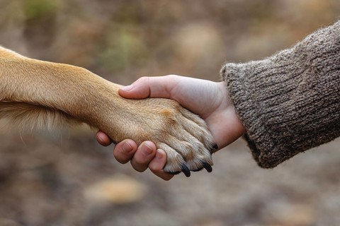 Human hand holding dog paw. Generative Ai, AI generated