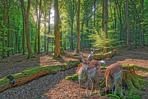 Fallow deer in the forest near Todenmann Rinteln Germany