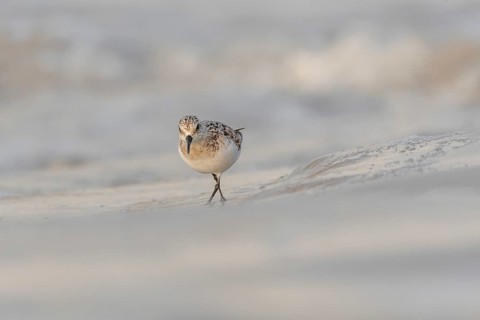 Sanderling (Calidris alba) feeding on a beach. Camaret sur mer, Crozon, Finistere, Brittany,