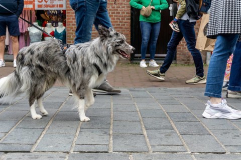 Dogs on a lead, on a pavement, dog perspective, walking between people in a pedestrian zone