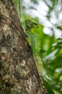 Plumed basilisk (Basiliscus plumifrons), adult male sitting on a branch, Tortuguero National Park,