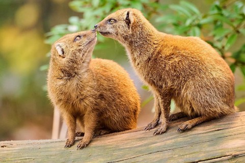 Ethiopian dwarf mongoose (Helogale hirtula) sitting on an old tree trunk, Bavaria, Germany, Europe