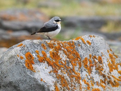 Wheatear (Oenanthe oenanthe) adult male perched on lichen covered rock, on the Arctic Ocean