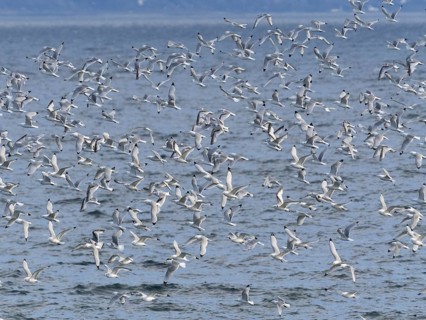 Black-legged kittiwake (Rissa tridactyla), flock flying off from coastal rocks of Arctic Ocean,