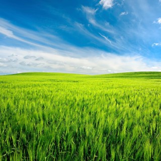 Landscape with rolling hills, green barley field under blue sky with beautiful clouds, Saalekreis,