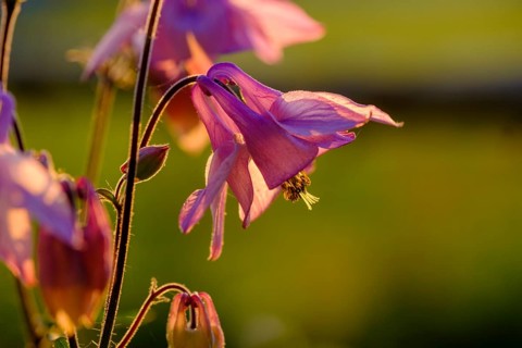 Columbine, meadow Tegernsee valley, Upper Bavaria, Bavaria, Germany, Europe