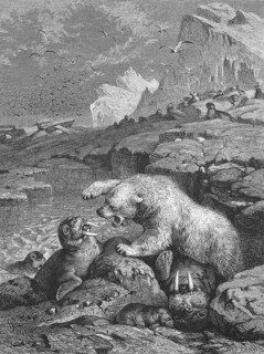 Polar bear fighting a walrus, Historical, digitally restored reproduction from a 19th century