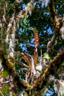 Bromeliads, dense vegetation in the cloud forest, mountain rainforest, Parque Nacional Los