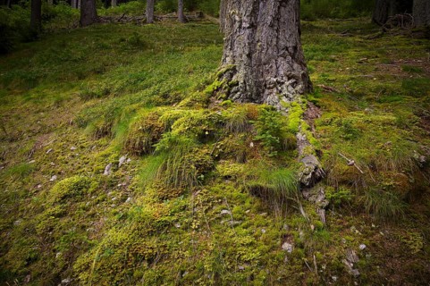 Tree trunk, roots, moss-covered, Taser Höhenweg, forest, Schenna, Scena, South Tyrol, Autonomous