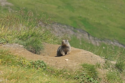 Marmot (Marmota), Grossglockner High Alpine Road, Salzburger Land, Austria, Europe