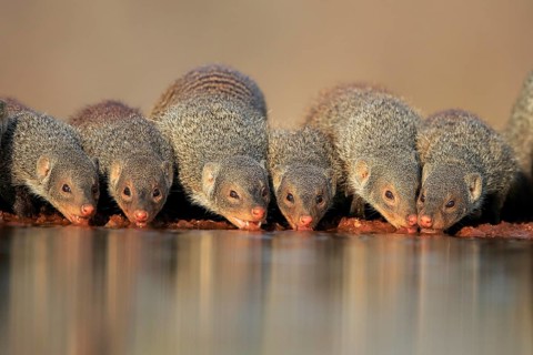 Zebra mongoose (Mungos mungo), adult, group, at the water, drinking, Kruger National Park, Kruger