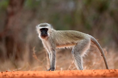 Vervet Monkey (Chlorocebus pygerythrus), adult, at the water, alert, Kruger National Park, Kruger