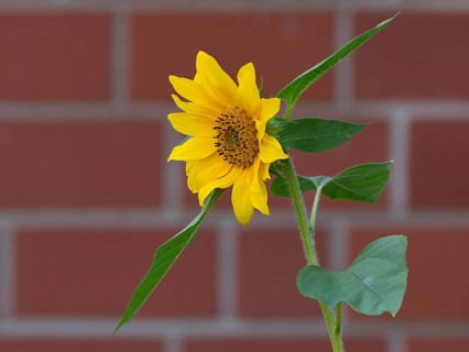 Sunflower (Helianthus annuus), a single bright yellow sunflower with green leaves against a brick