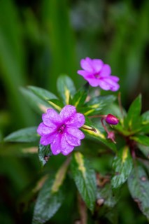 Pink flower, busy Lizzie (Impatiens walleriana), Alajuela province, Costa Rica, Central America