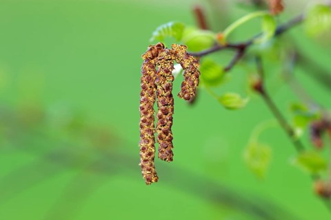 Black alder (Alnus glutinosa), flower, Germany, Europe