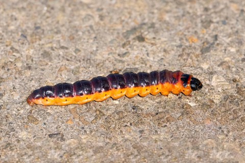 A close-up image of a caterpillar on a textured surface, showcasing its bright orange and black