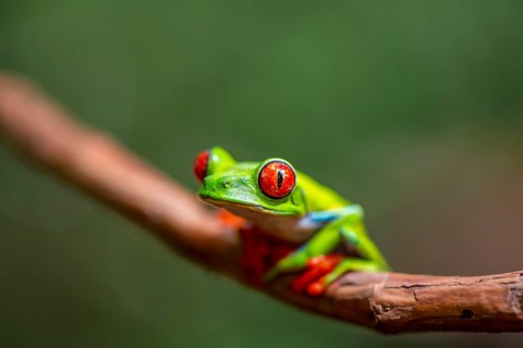 Red-eyed tree frog (Agalychnis callidryas), sitting on a branch, Heredia province, Costa Rica,