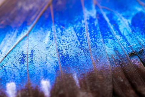 Detail of the butterfly wing of a Morpho helenor, Anaxibia morpho butterfly, Alajuela province,