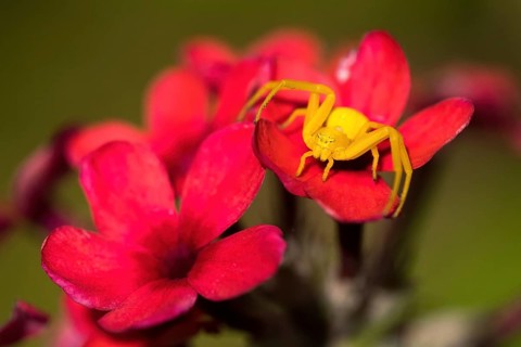 A yellow Goldenrod crab spider (Misumena vatia) sitting on an intensely red flower, surrounded by