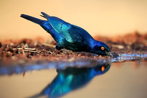 Red-shouldered Glossy Starling (Lamprotornis nitens), adult, at the water, drinking, Kruger