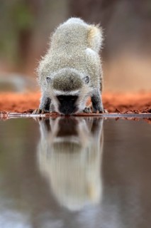 Vervet Monkey (Chlorocebus pygerythrus), adult, drinking, at the water, Kruger National Park,