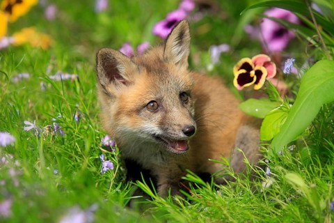 Red fox (Vulpes vulpes), young animal, meadow, flower, ten weeks old, portrait, Montana, USA, North