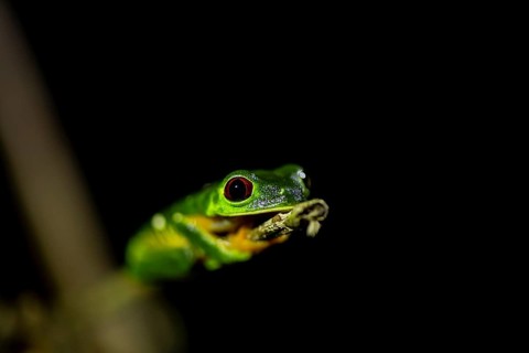 Red-eyed tree frog (Agalychnis callidryas), sitting on a branch, at night in the tropical