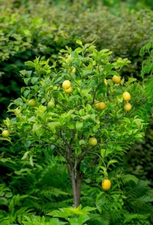 Lemon tree with fruit (Citrus × limon), North Rhine-Westphalia, Germany, Europe