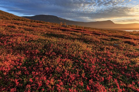 Autumn coloured blueberry bushes, red, morning light, cloudy mood, autumn, mountains, Stora
