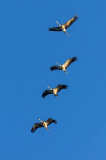 Four cranes flying in a row in the blue sky, crane (Grus grus) wildlife, Western Pomerania Lagoon