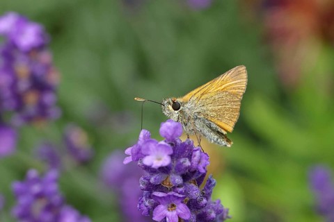Large skipper (Ochlodes venatus), collecting nectar from a flower of Common lavender (Lavandula