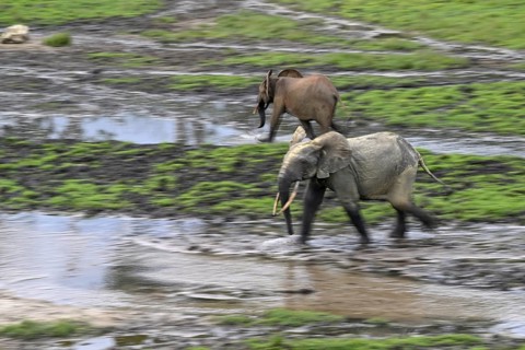 Forest elephants (Loxodonta cyclotis) in the Dzanga Bai forest clearing, illegal hunting, poaching,