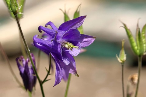Columbine (Aquilegia vulgaris), blue flower at the edge of a forest, Wilnsdorf, North