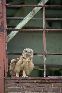 Eurasian eagle-owl (Bubo bubo), fledgling, stretching its wings, in an old window frame, industrial