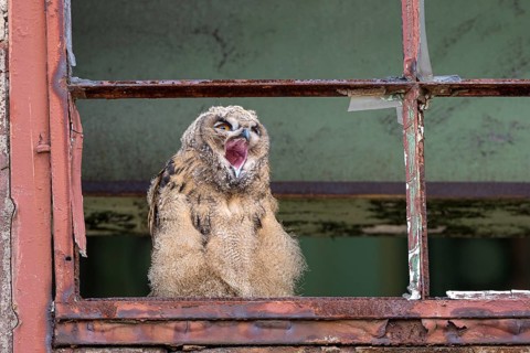 Eurasian eagle-owl (Bubo bubo), fledgling, yawning, in an old window frame, industrial wasteland,