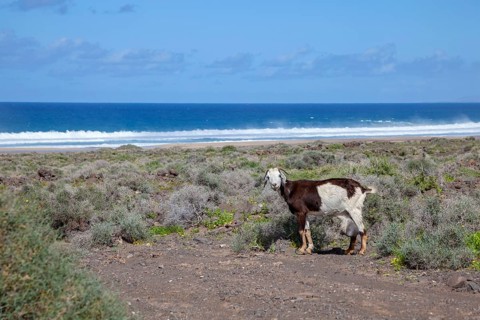Cabras de Costa, wild goat, Playa de Cofete, Fuerteventura, Canary Island, Spain, Europe