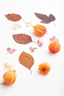 Composition with yellow and brown beech autumn leaves and hydrangea flowers, mockup on white