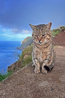 Panoramic view of the Atlantic, house cat, travel tip, travel, holiday, natural beauty, hiking