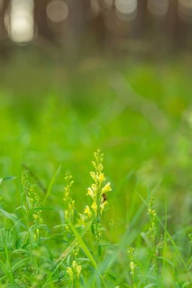 Glandular balsam (Impatiens glandulifera), Indian balsam, red balsam, Himalayan balsam, farmer's