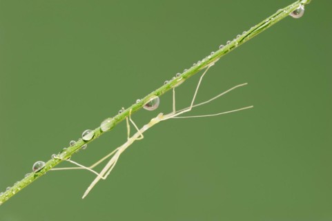 Pink Winged Stick Insect or Winged Stick Insect (Sipyloidea chlorotica, Sipyloidea sipylus), nymph,