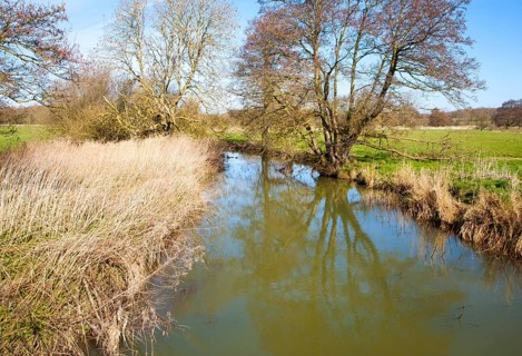 Greenish water and reeds in the channel of the River Deben near Easton, Suffolk, England, United