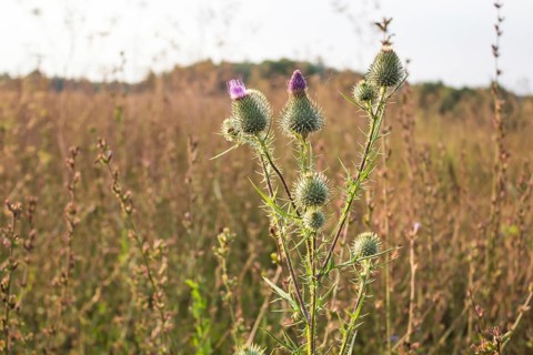 Thistle on a background of field of grass