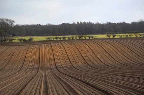 Lines of soil ridges prepared for potatoes, Suffolk, England, UK