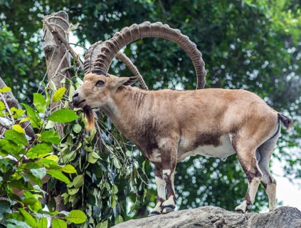 Mountain goat with big horns in Singapore Zoo