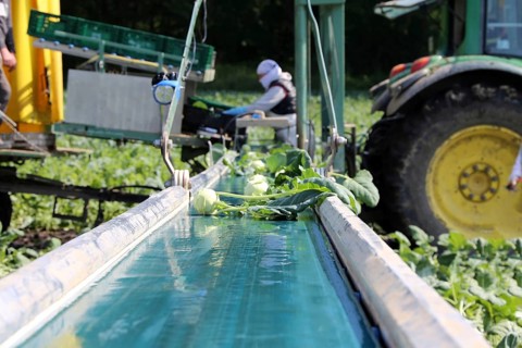 Agriculture kohlrabi harvest: Harvesters from the Schmidt vegetable farm in Hockenheim