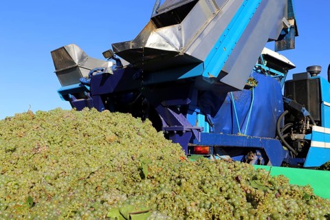 Grape grape harvest with full harvester in the district of Bad Dürkheim, Rhineland-Palatinate