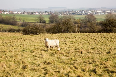 Sheep grazing on chalk downland grassland on Salisbury Plain, near Durrington, Wiltshire, England,