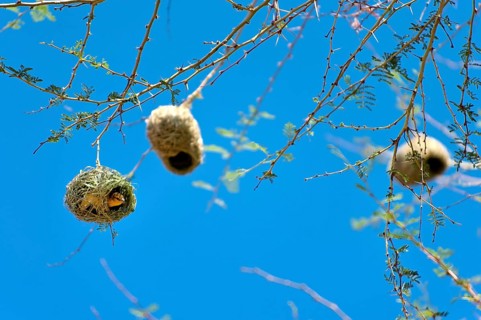 Weaverbirds, bird, nest, build, group, nesting, nesting birds, nesting birds, roundhouse, bird's