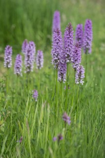Southern marsh orchid (Dactylorhiza praetermissa), Emsland, Lower Saxony, Germany, Europe