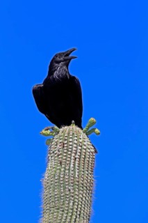 Chihuahuan raven (Corvus cryptoleucus), adult, calling, on saguaro cactus, Sonoran Desert, Arizona,